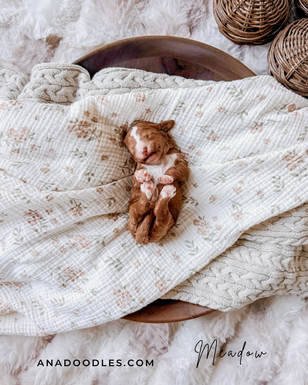 Meadow, female Red Abstract Bernedoodle puppy