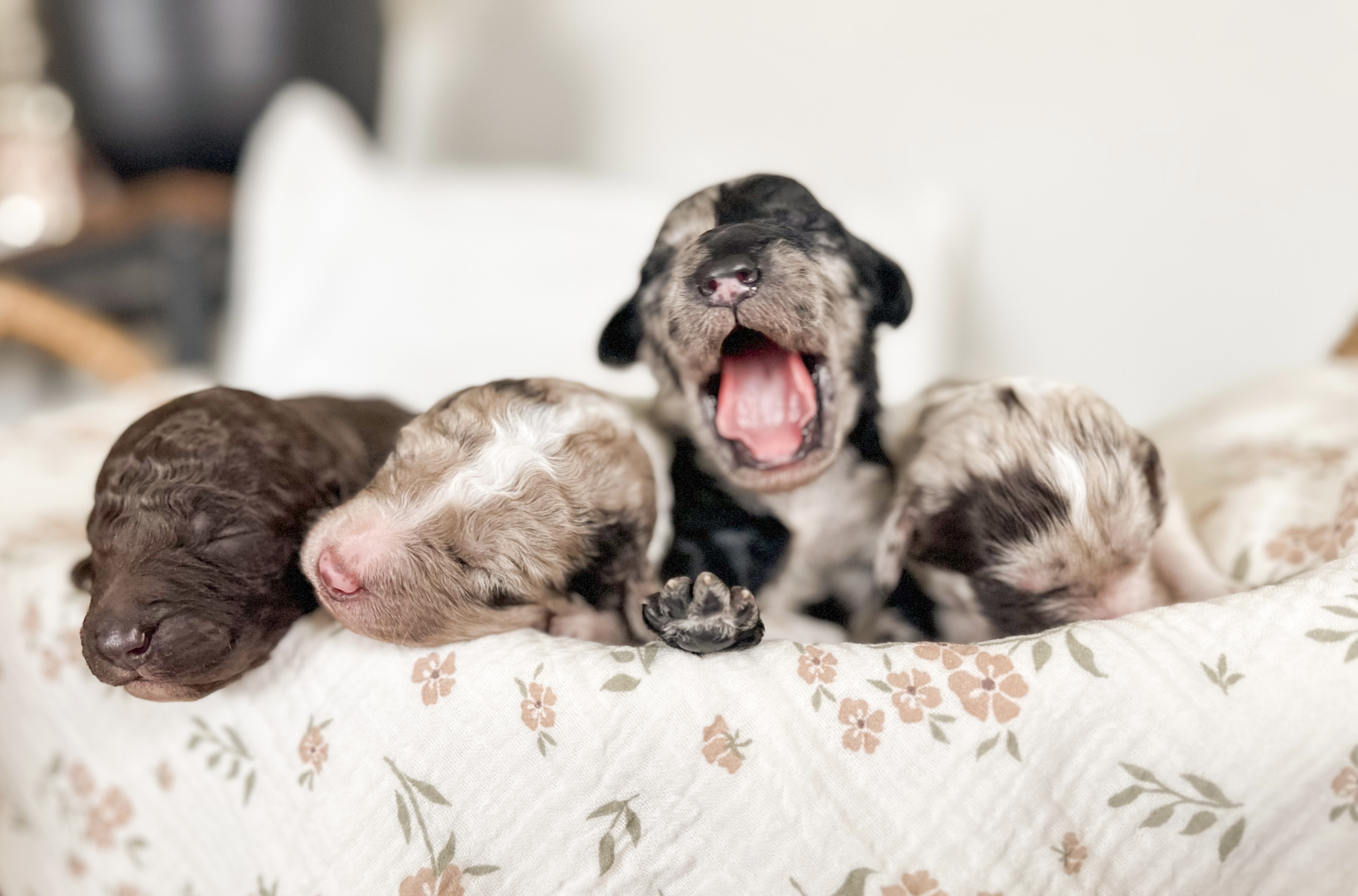 A row of newborn goldendoodle puppies on a basket