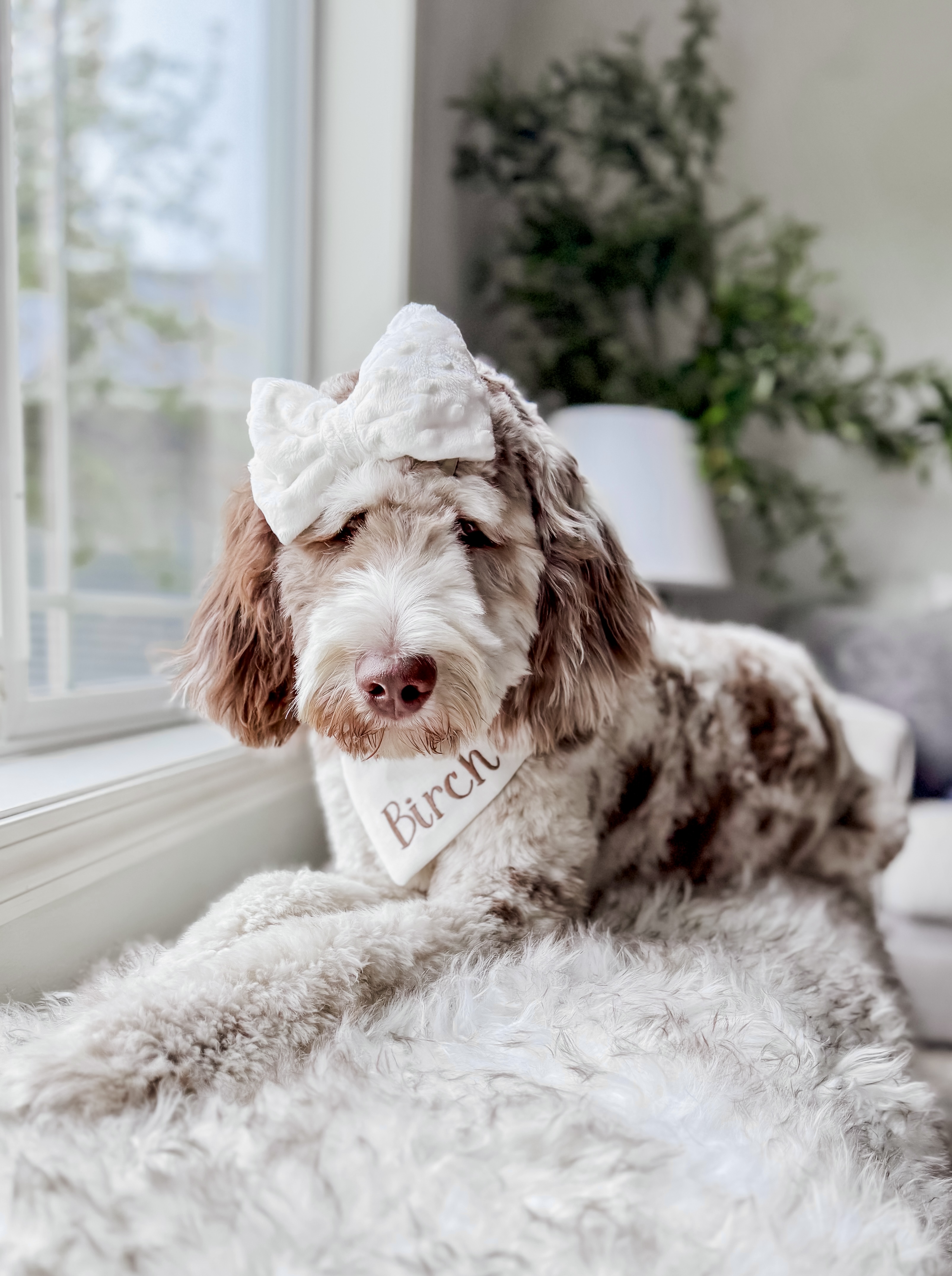 Mila, one of our Goldendoodle moms
