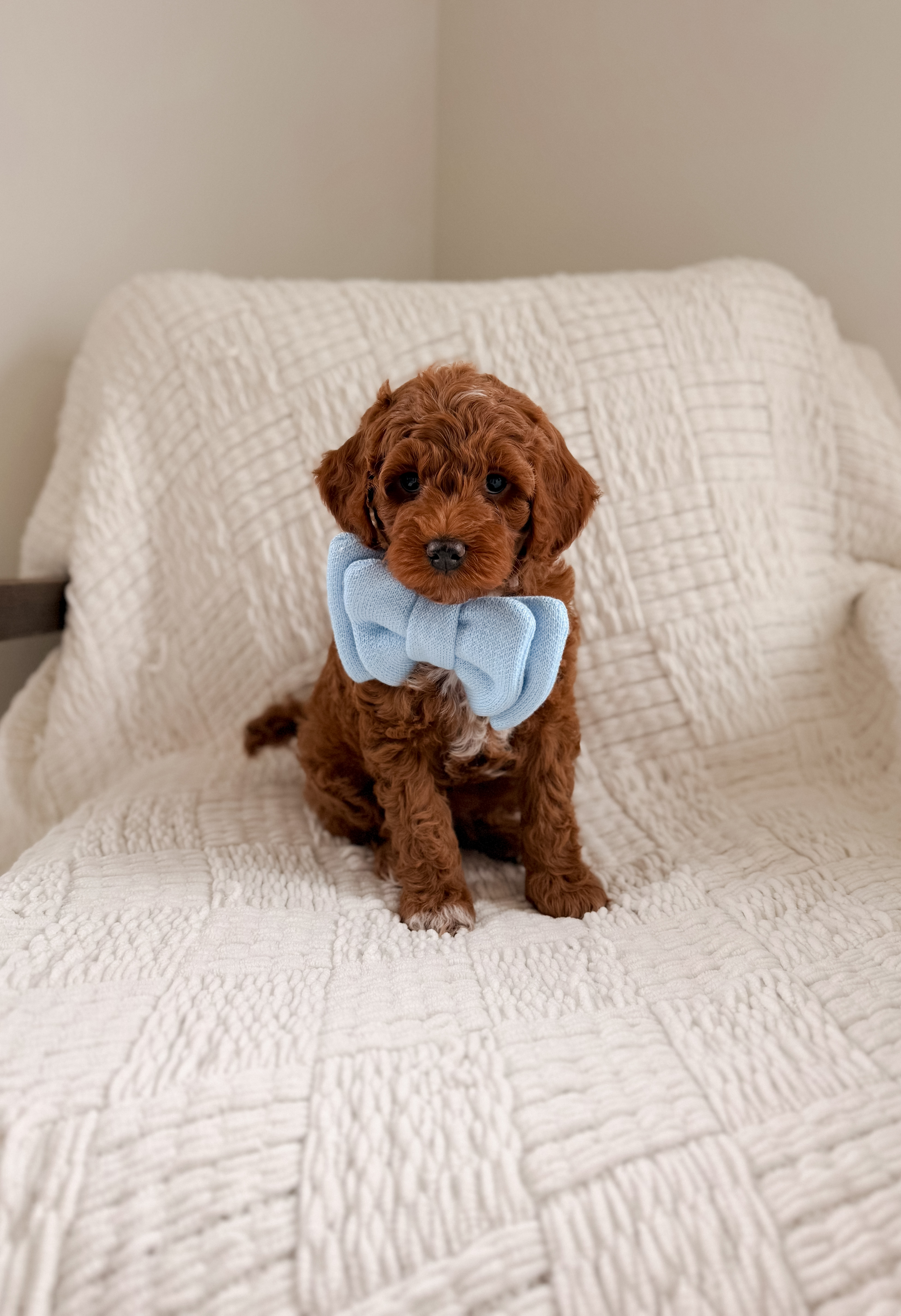 Gus at home with Karen Klein
