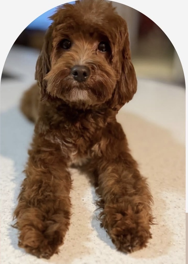 French Creek Doodles' Riggins, sire