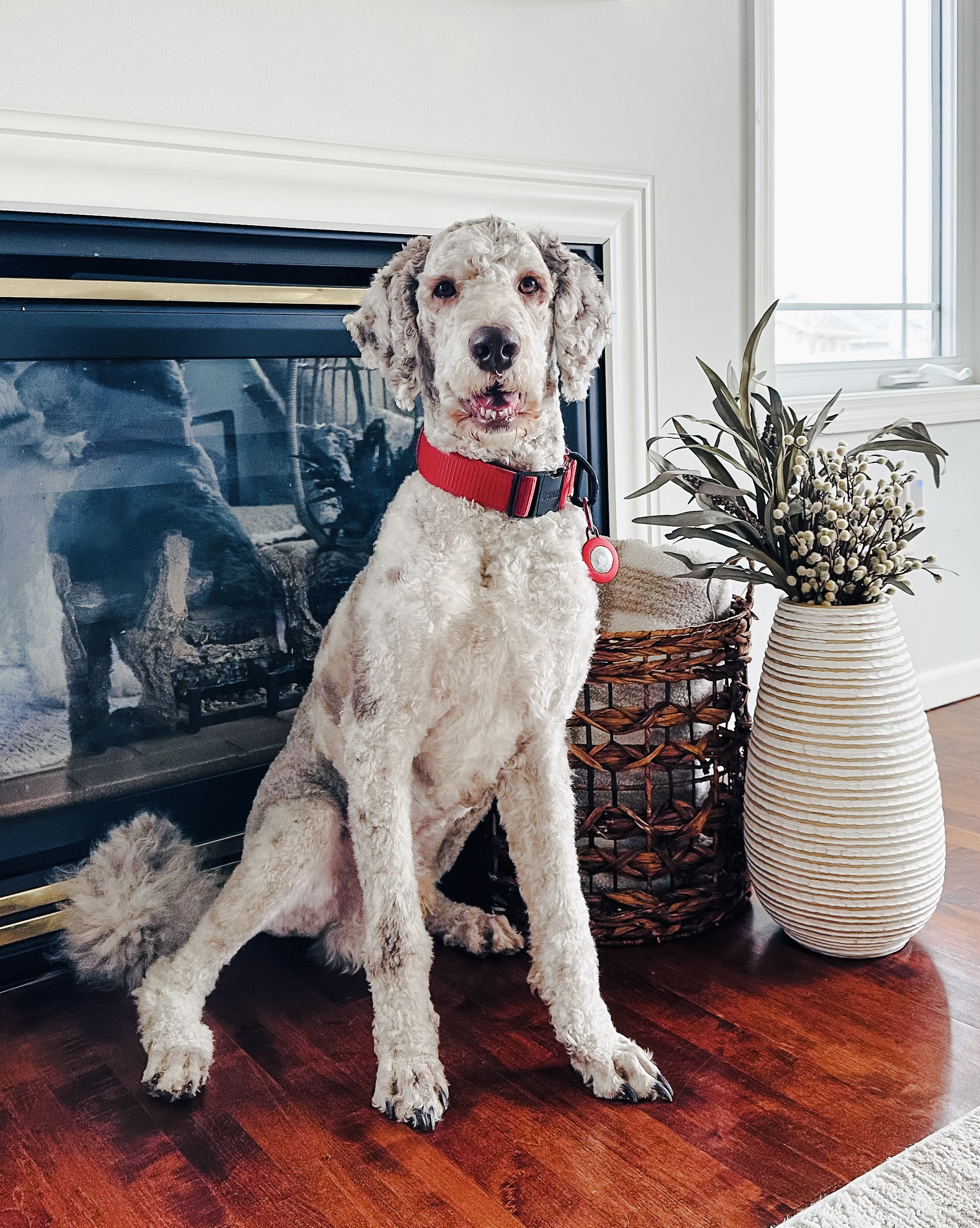 Merlin, Standard Poodle