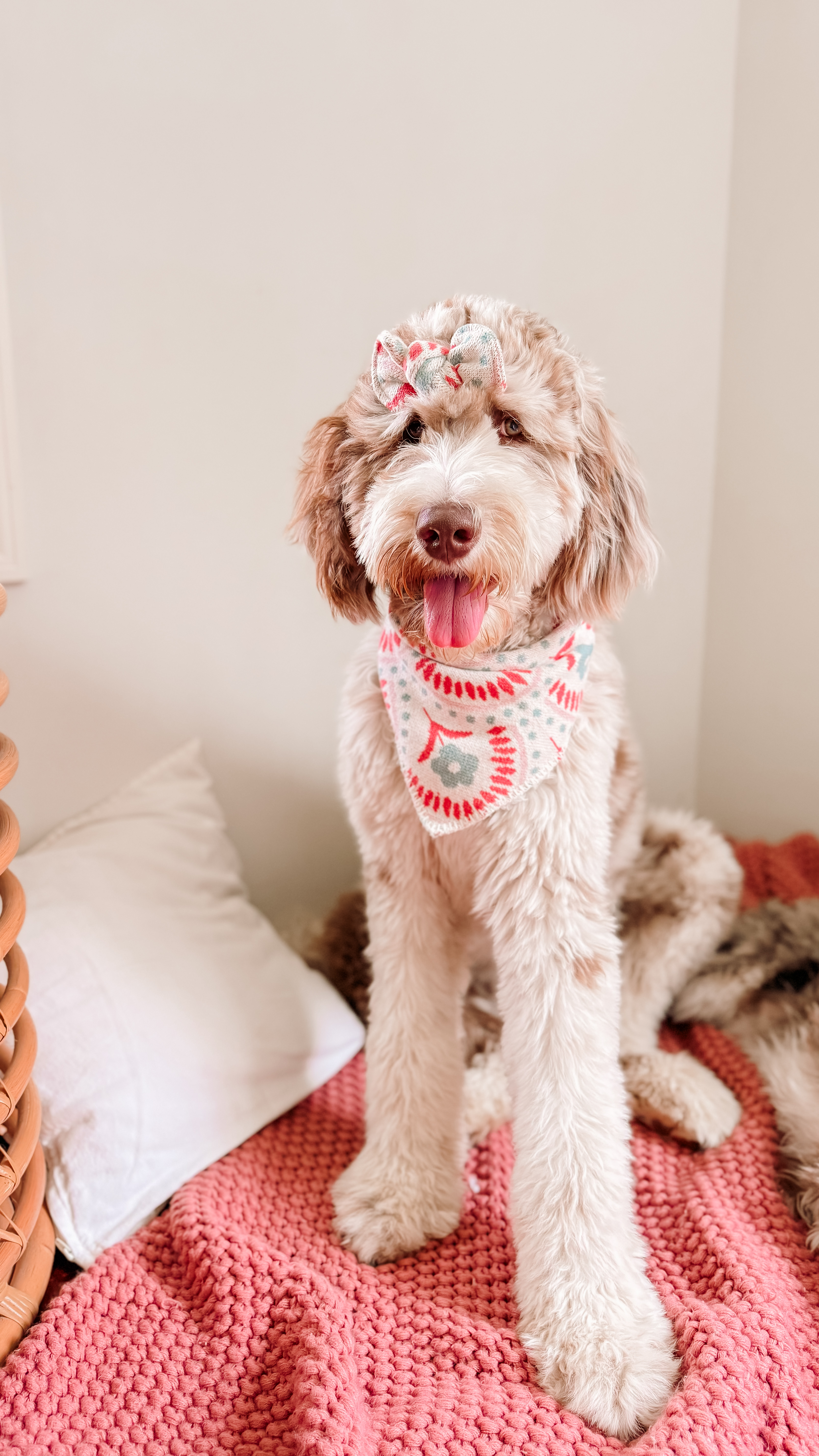 Chip, Chocolate Merle Goldendoodle