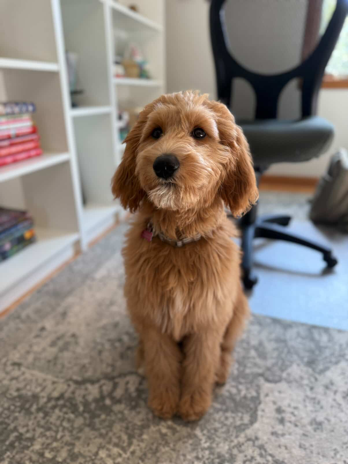 Rosie at home with Katy Tripp