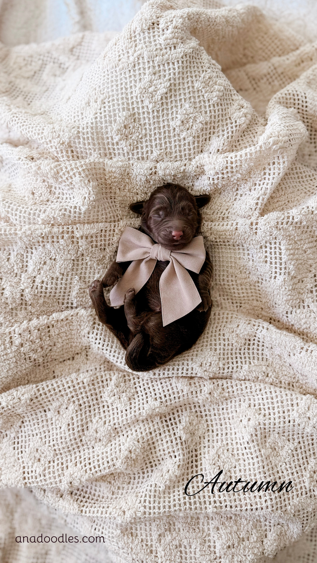 Autumn, a Goldendoodle puppy raised at A.N.A. Doodles