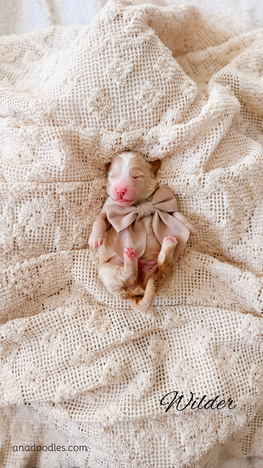 Wilder, male Apricot Bernedoodle puppy