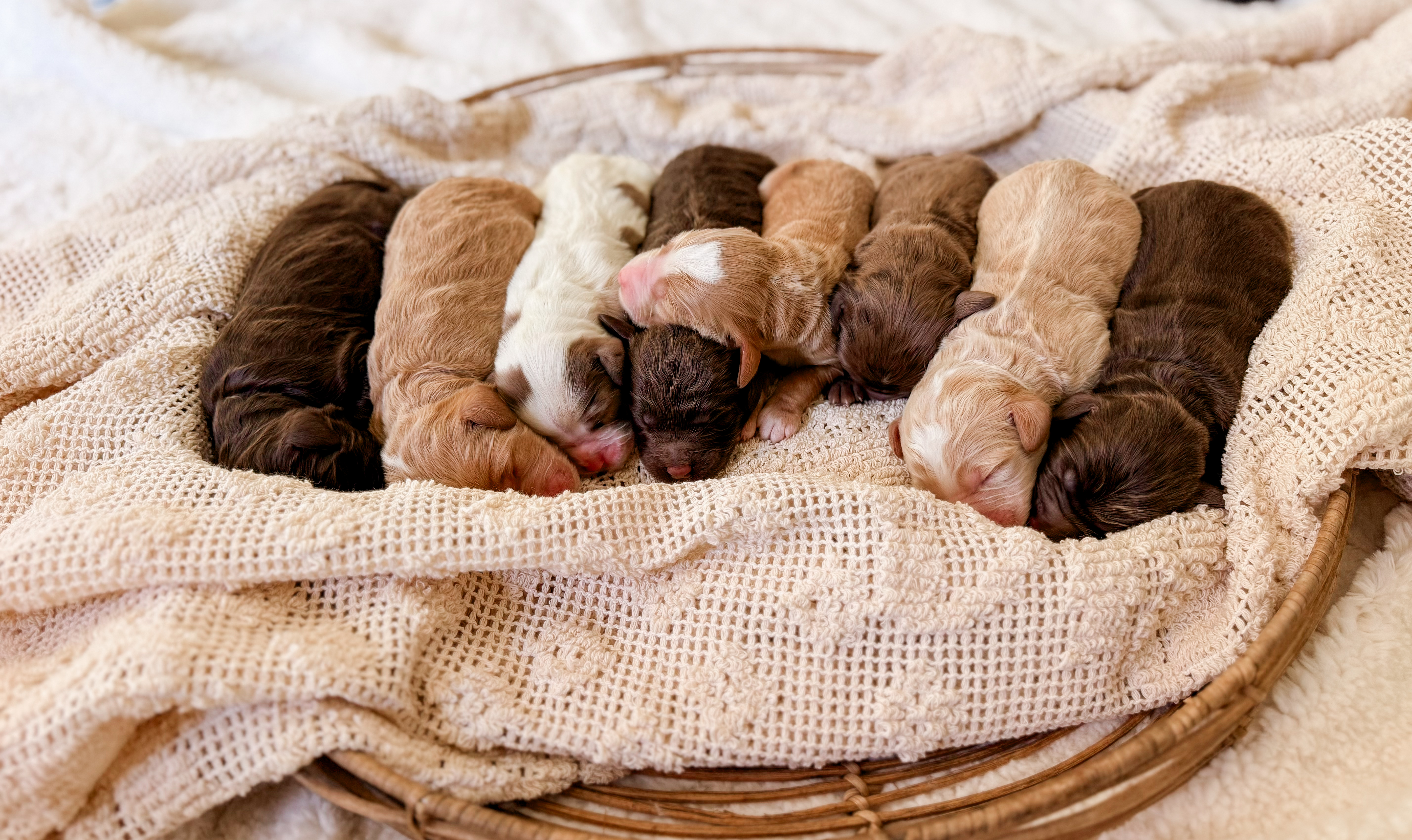 Chip x Willow and Co.'s Clay litter photo 4