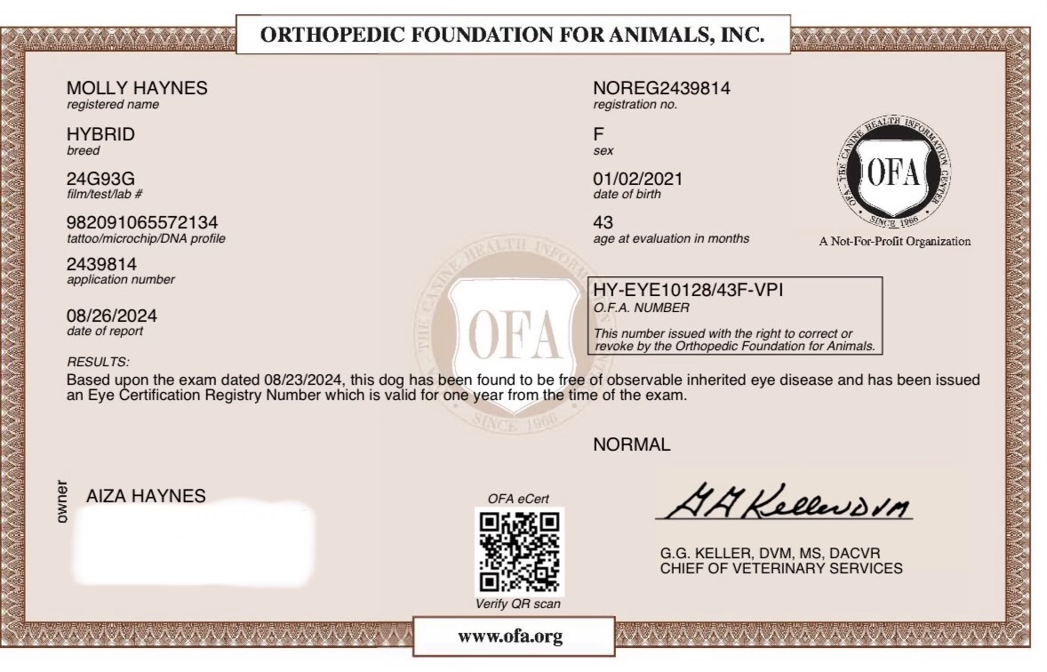 Molly — OFA eye exam (CAER)