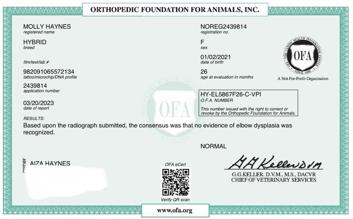 Molly — OFA elbow evaluation