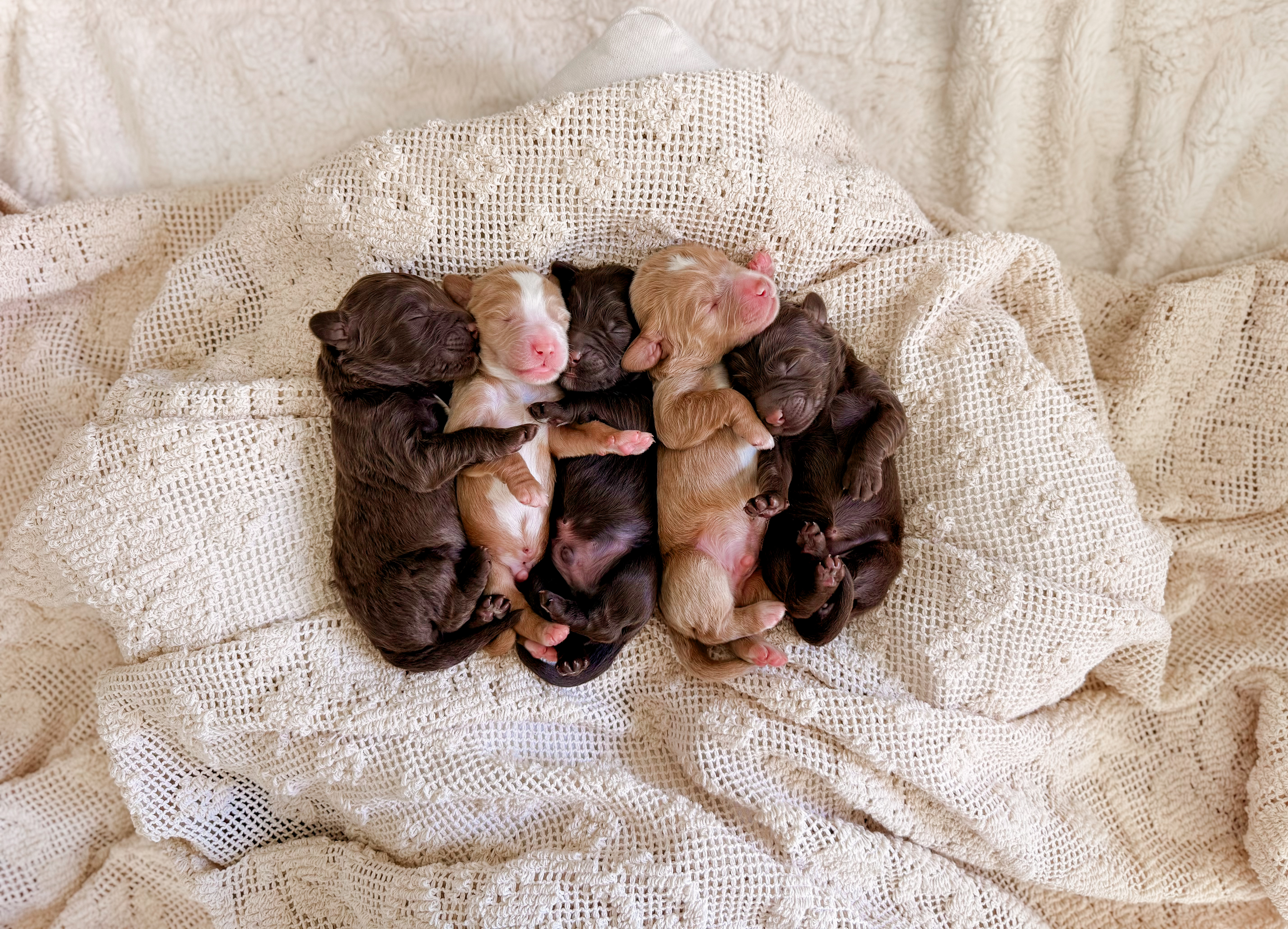 Chip x Willow and Co.'s Clay litter photo 5