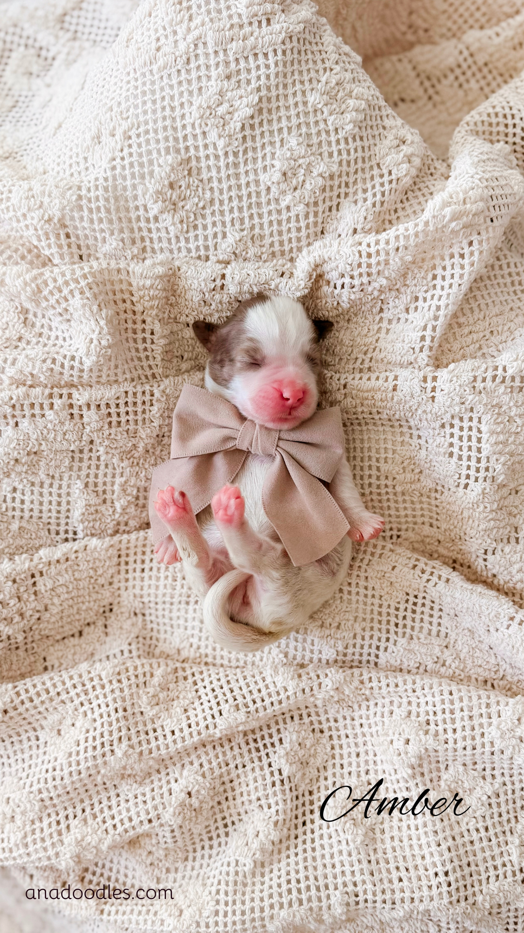 Amber, female Brown Parti Merle Bernedoodle puppy