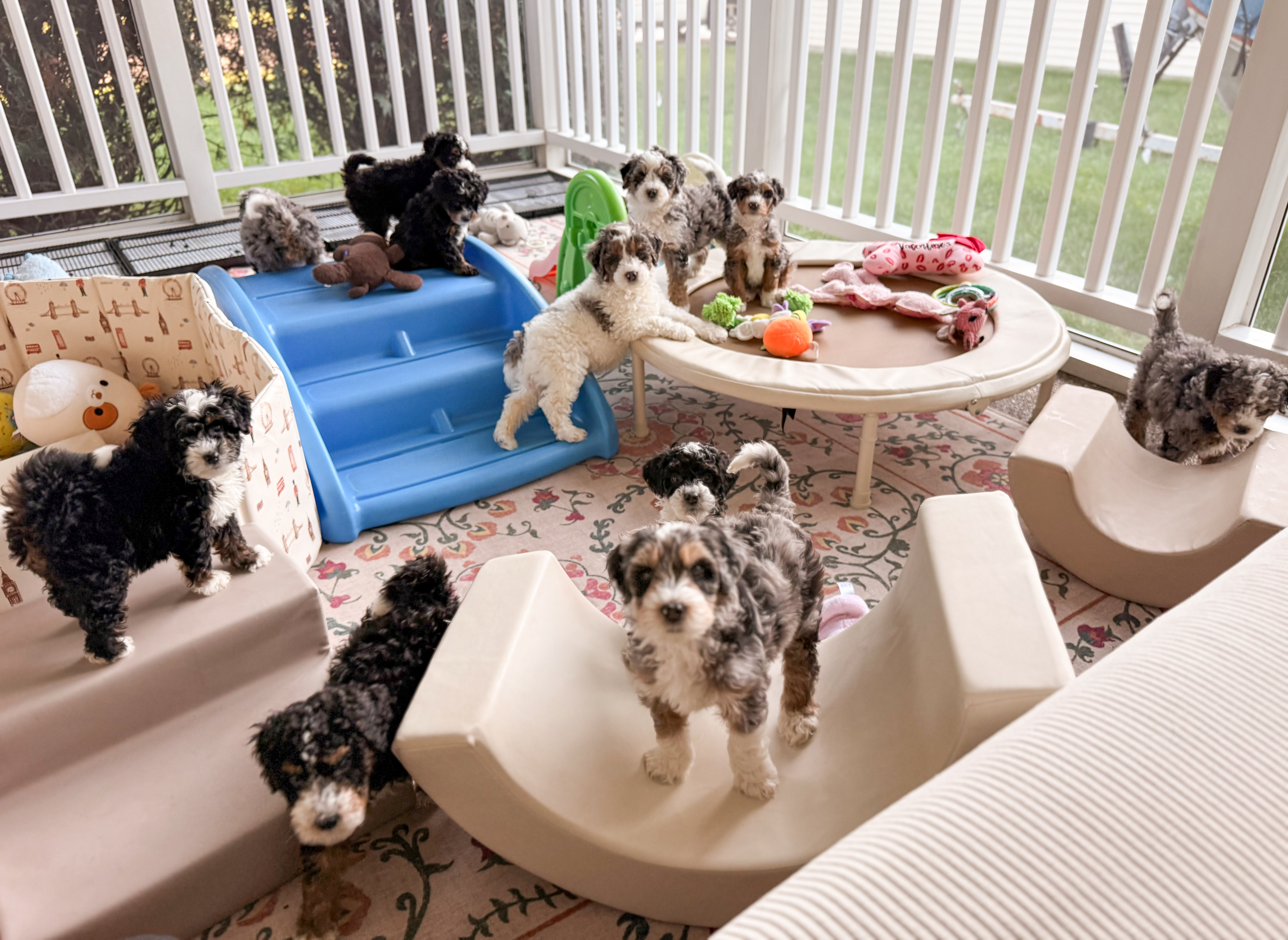 An A.N.A. Doodles family with their dog