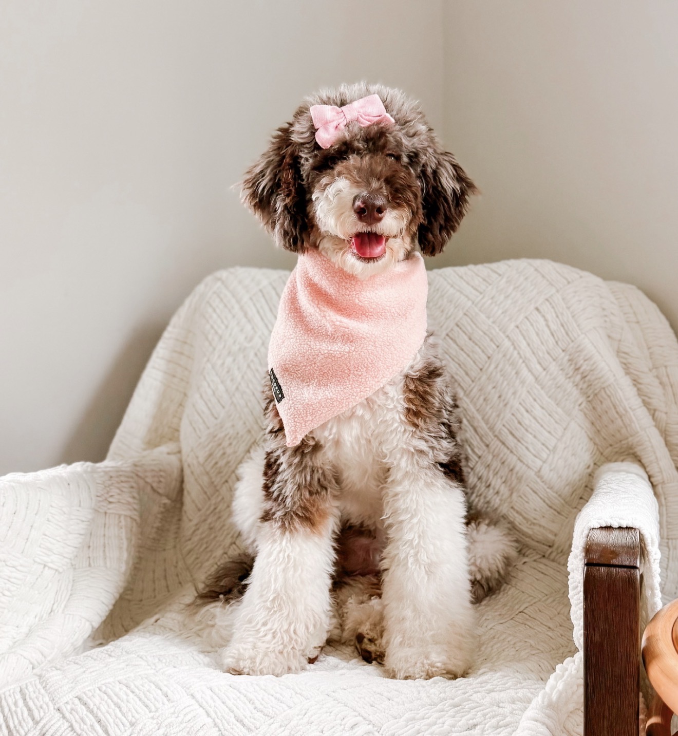 Potato, F1b Mini Bernedoodle