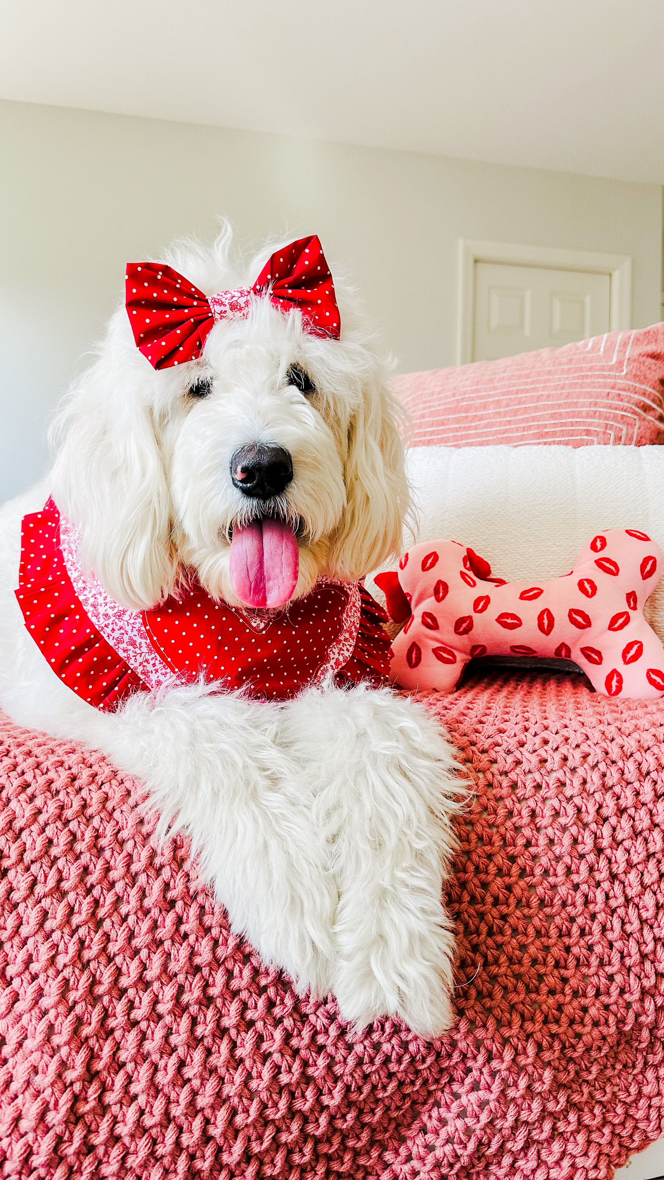 Muffin, F1 Standard Goldendoodle