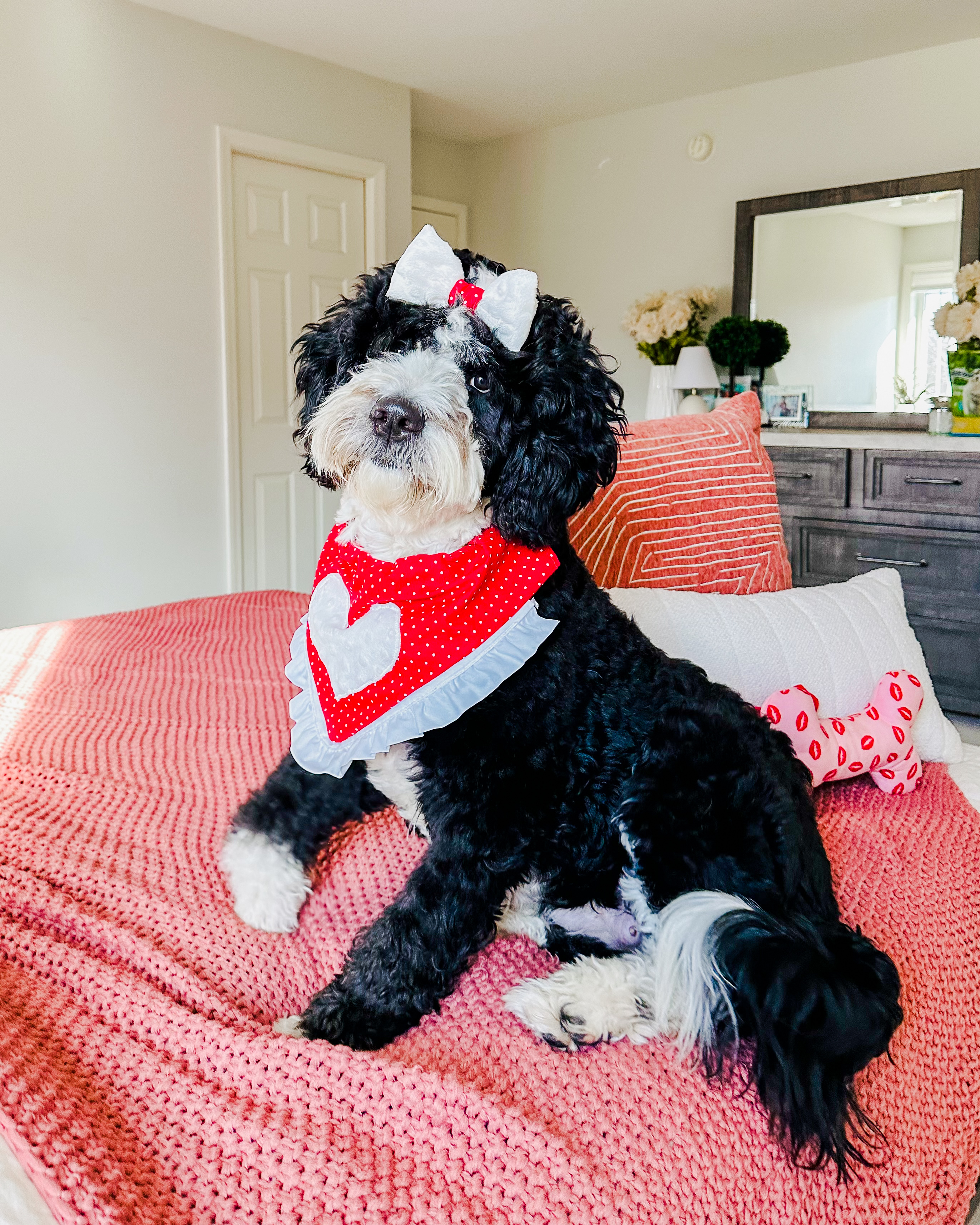 Molly, F1 Bernedoodle