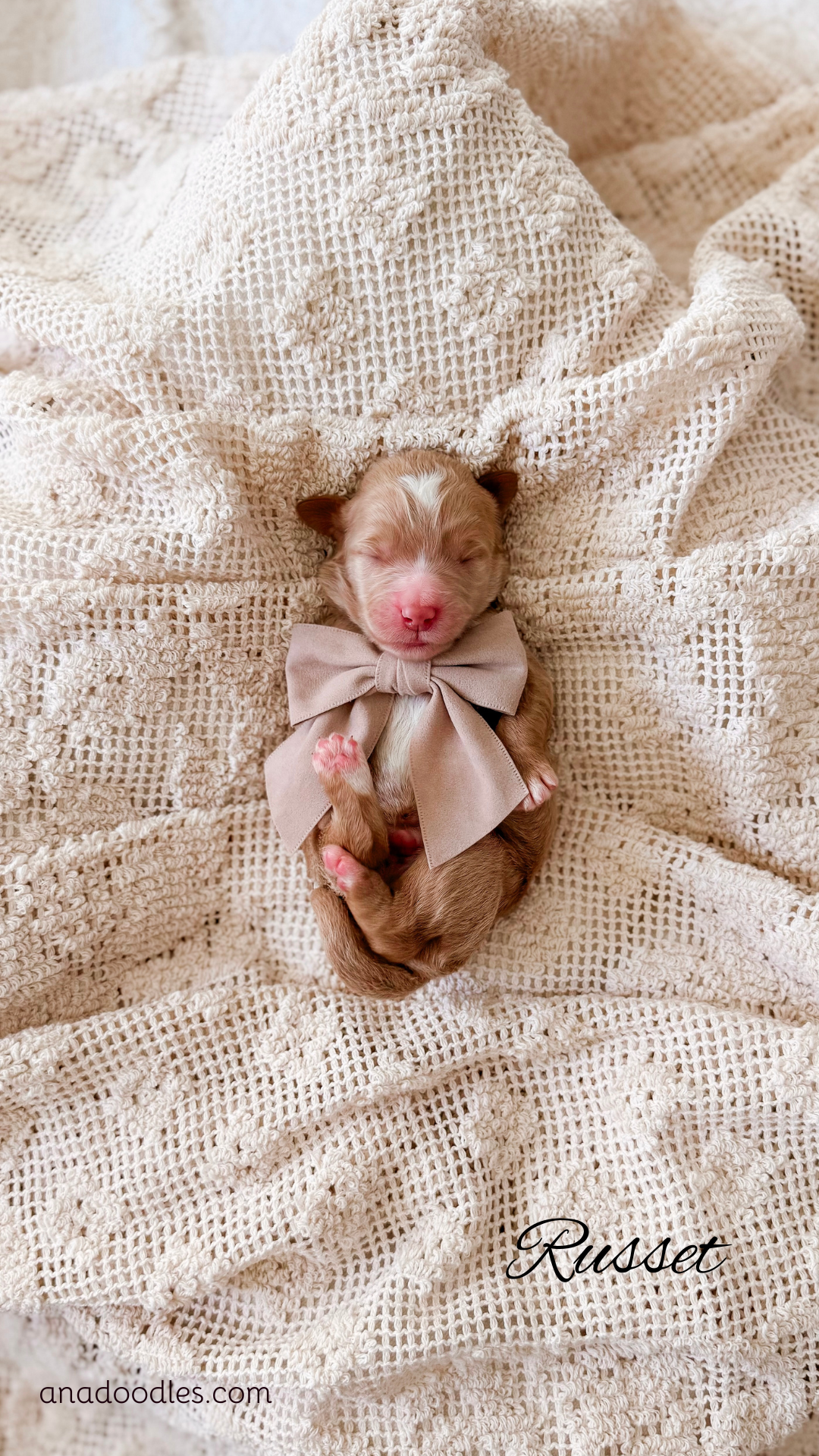 Russet, a Goldendoodle puppy raised at A.N.A. Doodles