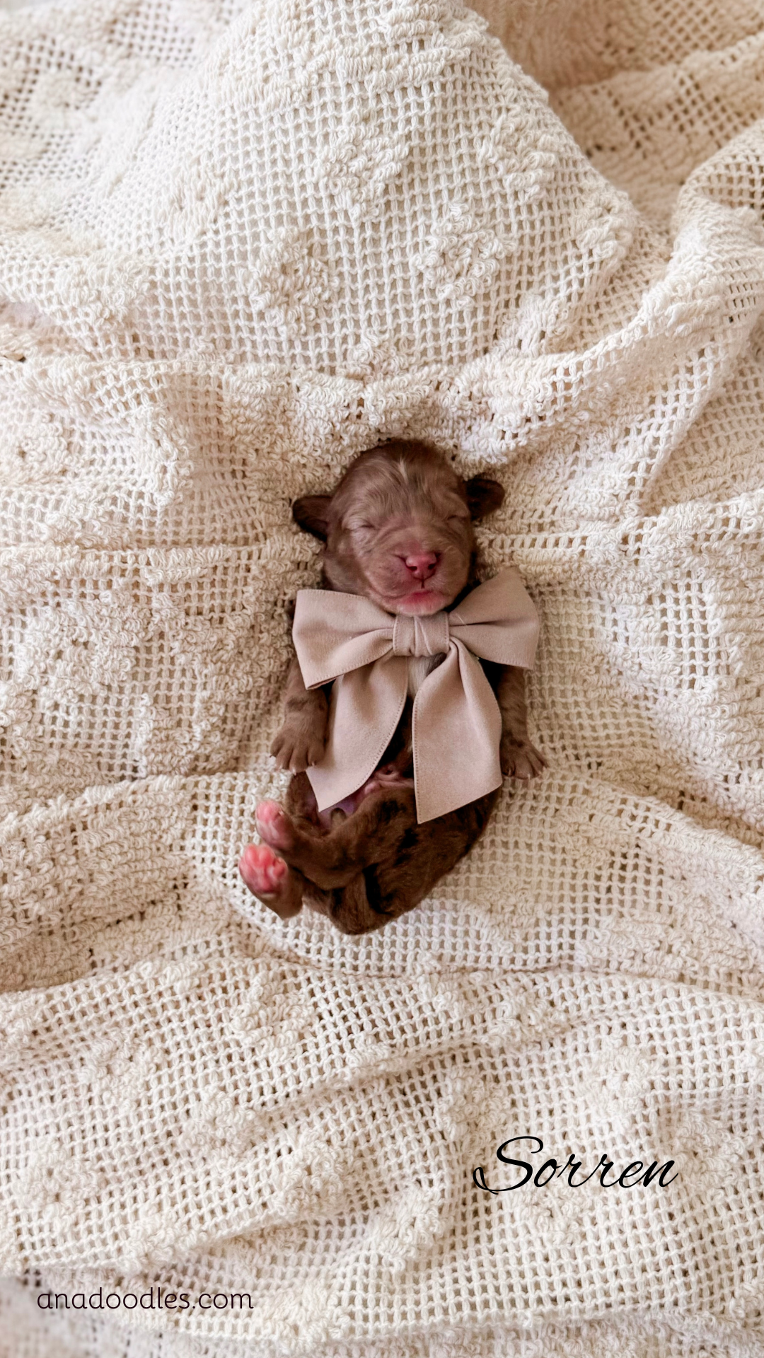 Sorren, male Brown Merle Bernedoodle puppy