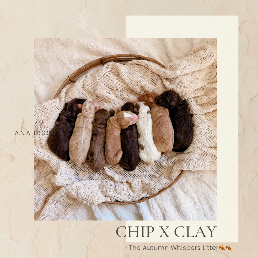 Chip x Willow and Co.'s Clay litter photo 3