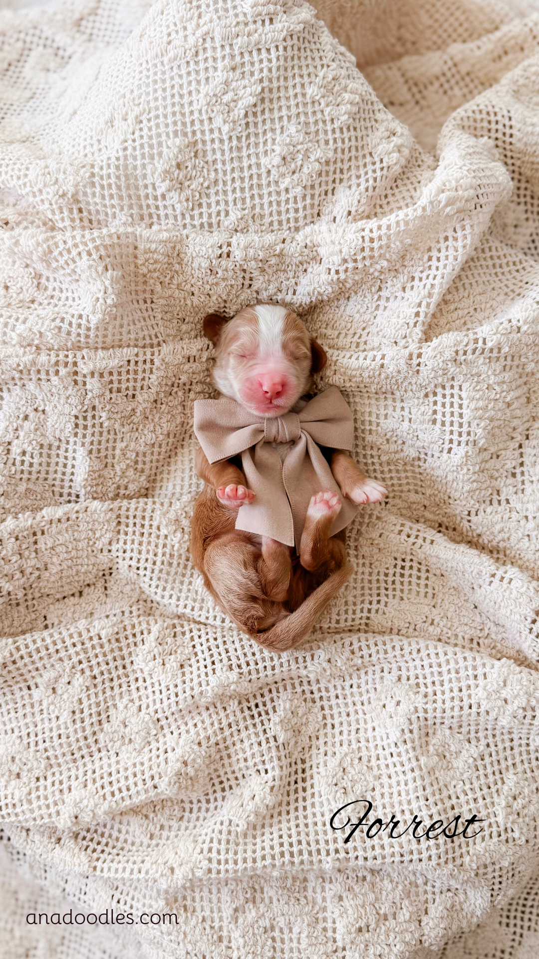 Forrest, male Apricot Bernedoodle puppy