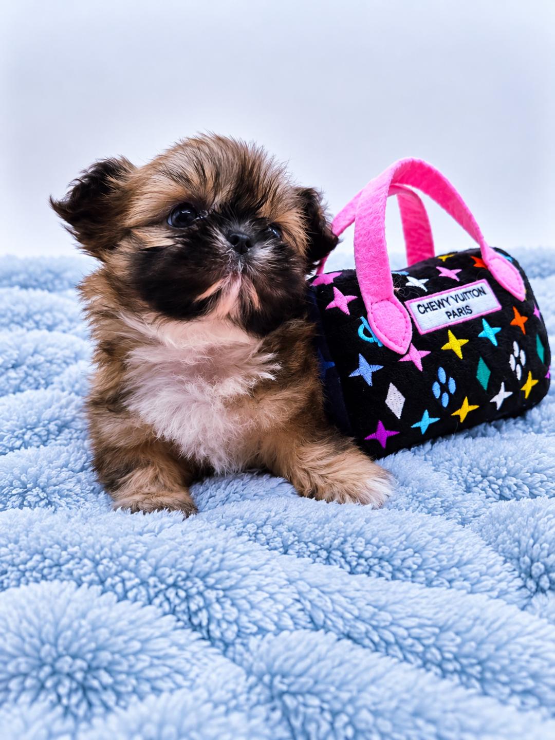 Eloise — Female AKC Shih Tzu puppy for sale at Aleka Shih Tzu in Texas — photo 3