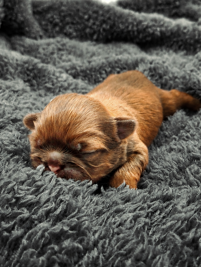 Landon — Male AKC Shih Tzu puppy for sale at Aleka Shih Tzu in Texas — photo 1