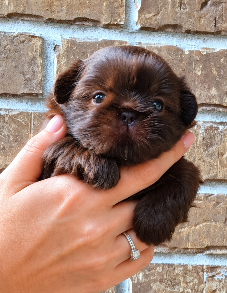 Lainey — Female AKC Shih Tzu puppy for sale at Aleka Shih Tzu in Texas — photo 2