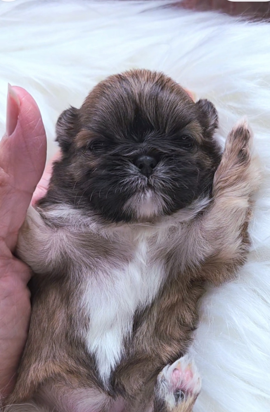 Eloise — Female AKC Shih Tzu puppy for sale at Aleka Shih Tzu in Texas — photo 2