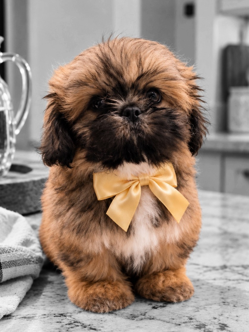 Hyacinth — Female AKC Shih Tzu puppy for sale at Aleka Shih Tzu in Texas — photo 1