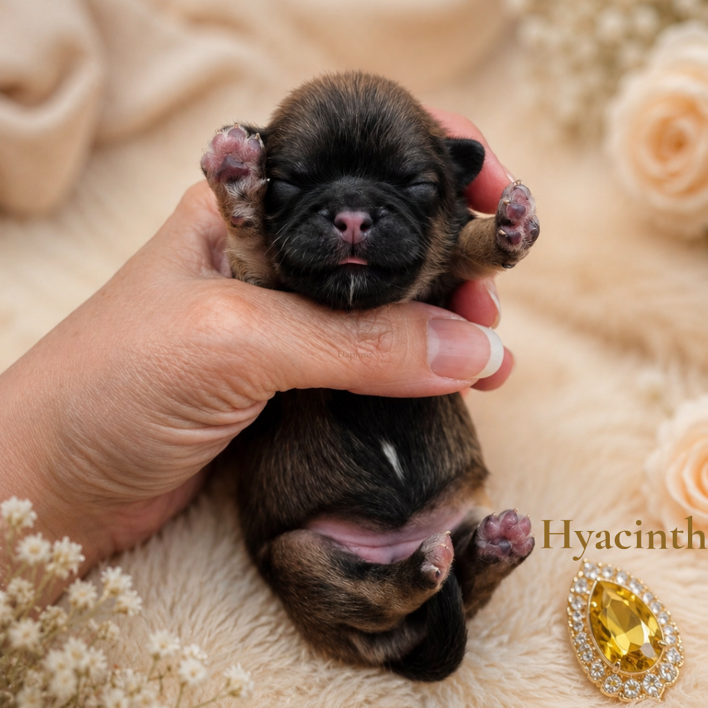 Hyacinth — Female AKC Shih Tzu puppy for sale at Aleka Shih Tzu in Texas — photo 1