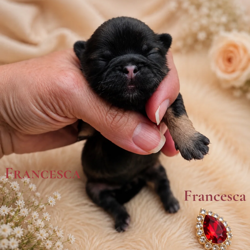 Francesca — Female AKC Shih Tzu puppy for sale at Aleka Shih Tzu in Texas — photo 1