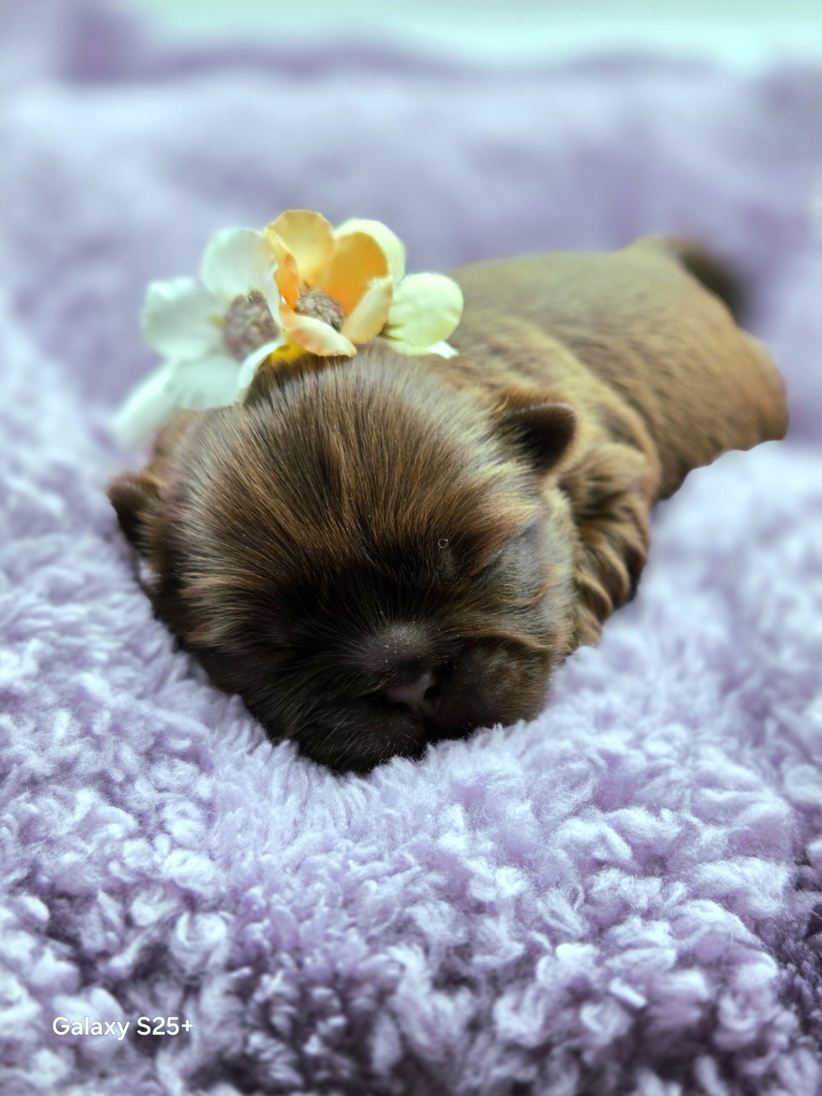 Lainey — Female AKC Shih Tzu puppy for sale at Aleka Shih Tzu in Texas — photo 1