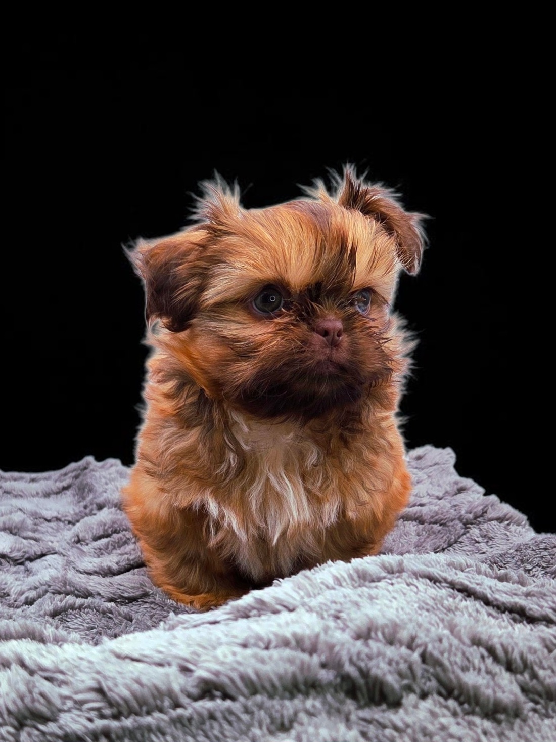 Atlas — Male AKC Shih Tzu puppy for sale at Aleka Shih Tzu in Texas — photo 1