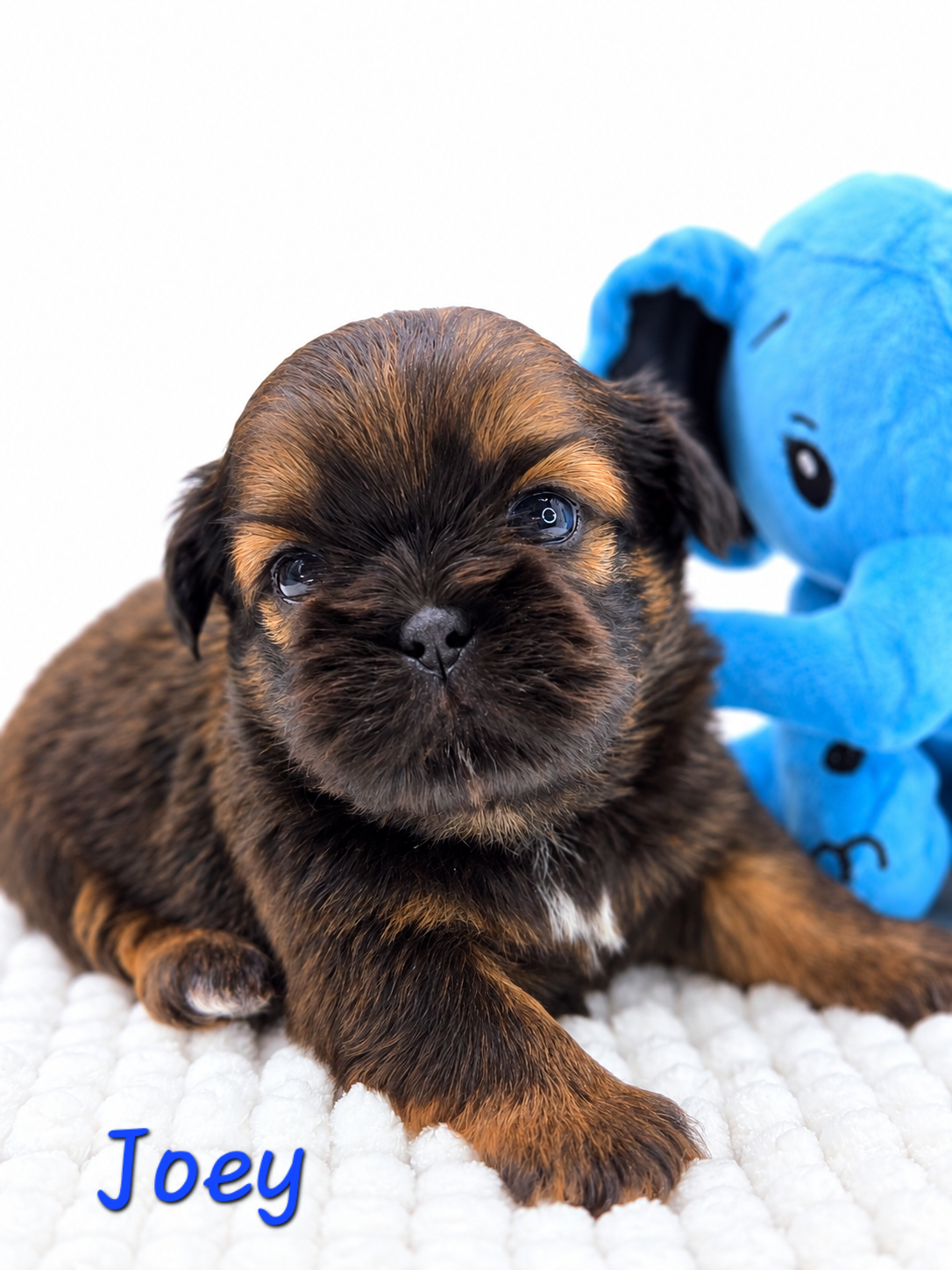 Joey — Male AKC Shih Tzu puppy for sale at Aleka Shih Tzu in Texas — photo 1