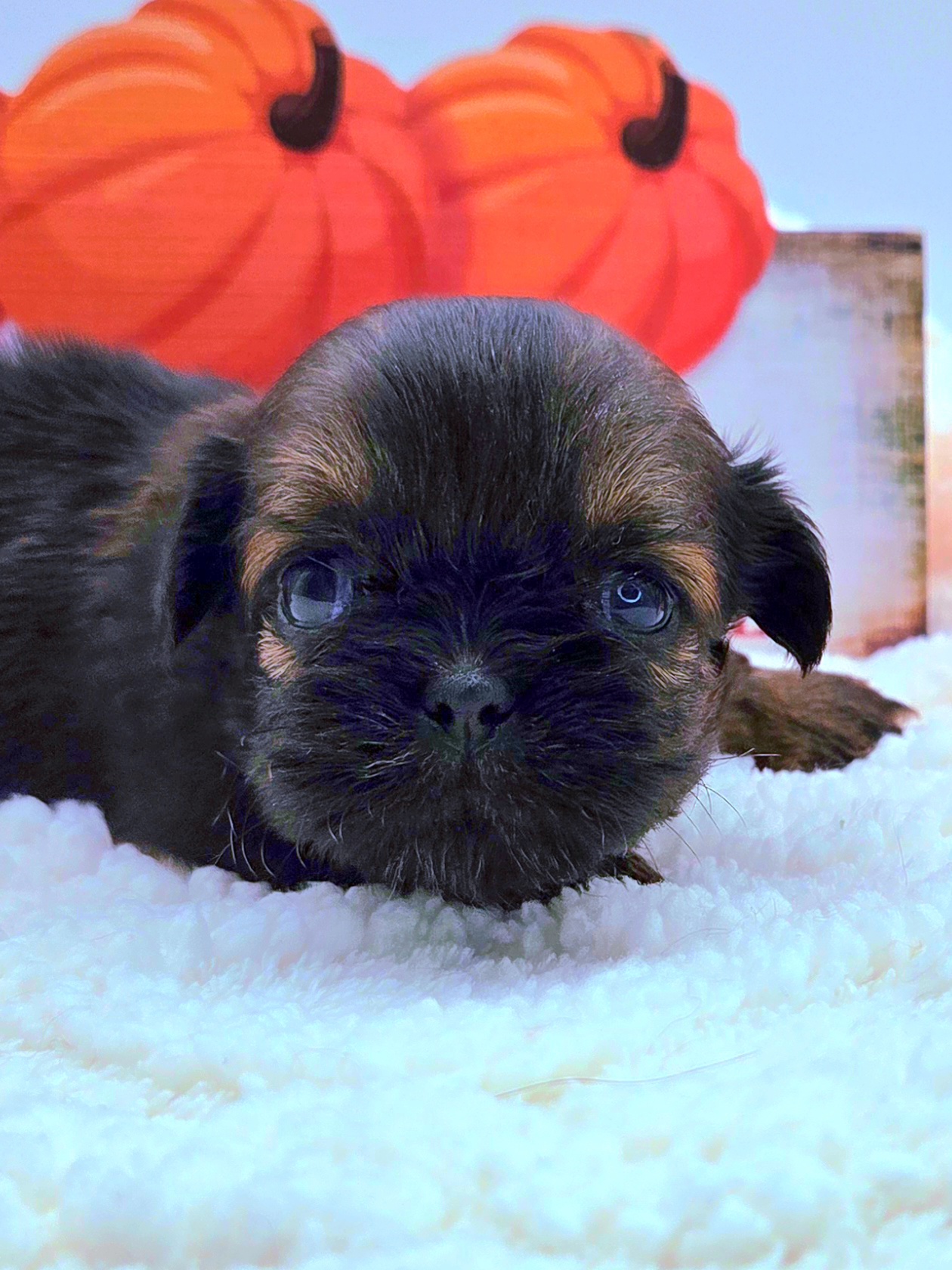 Joey — Male AKC Shih Tzu puppy for sale at Aleka Shih Tzu in Texas — photo 2