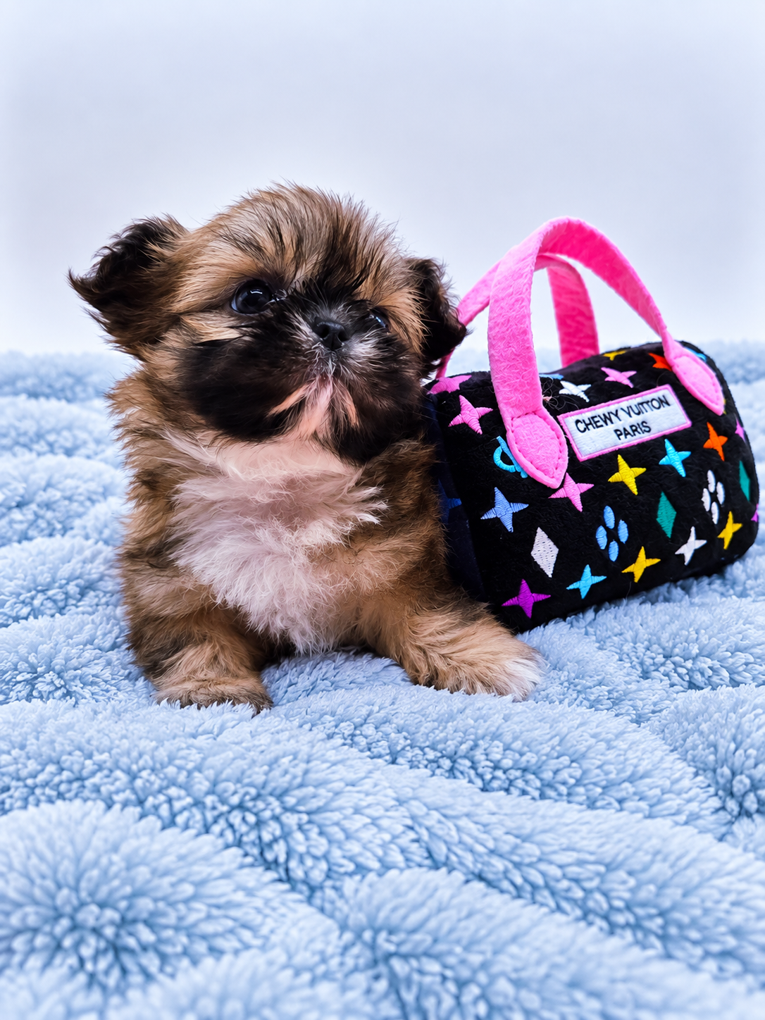 Eloise — Female AKC Shih Tzu puppy for sale at Aleka Shih Tzu in Texas — photo 1
