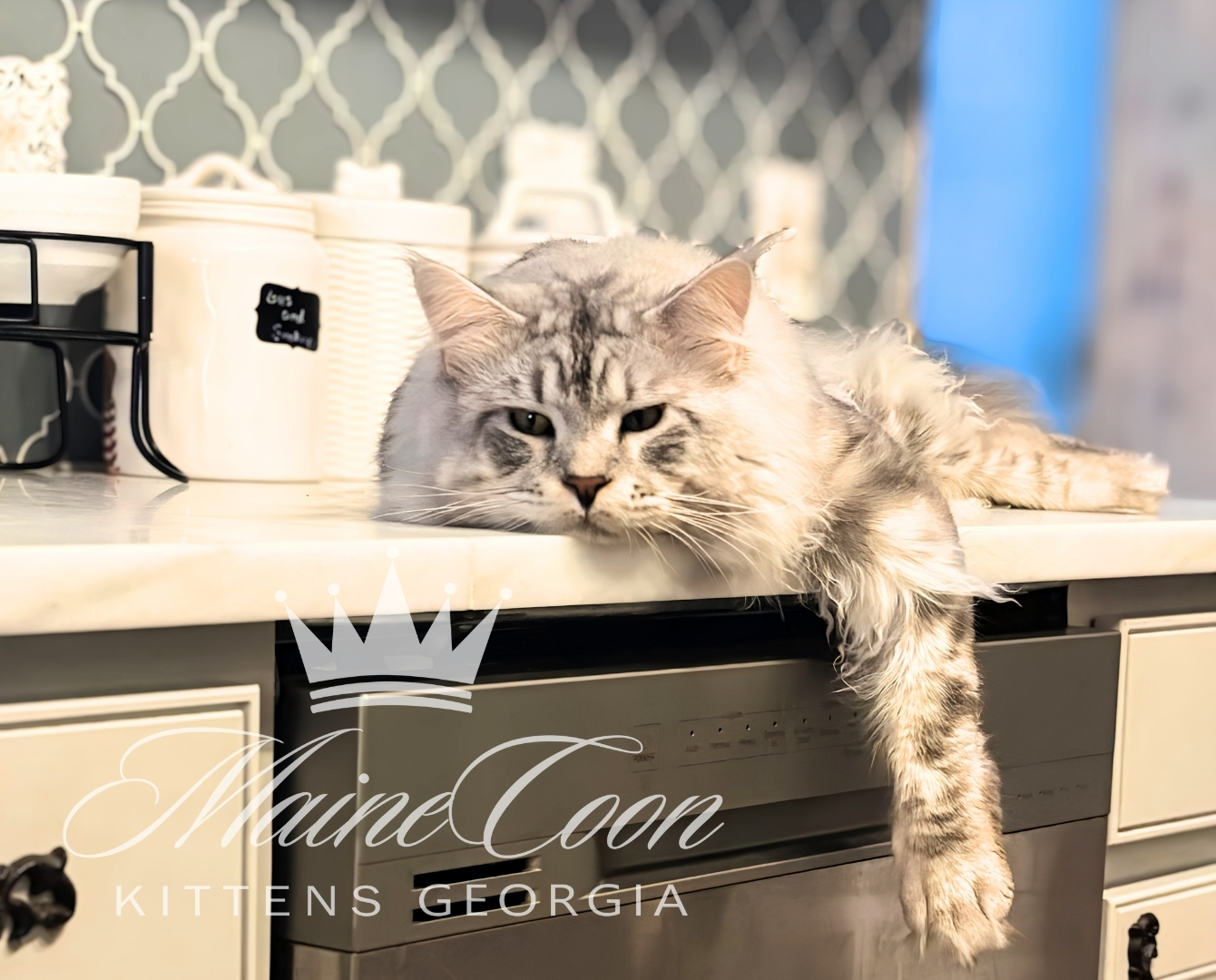 Maine Coon kitten