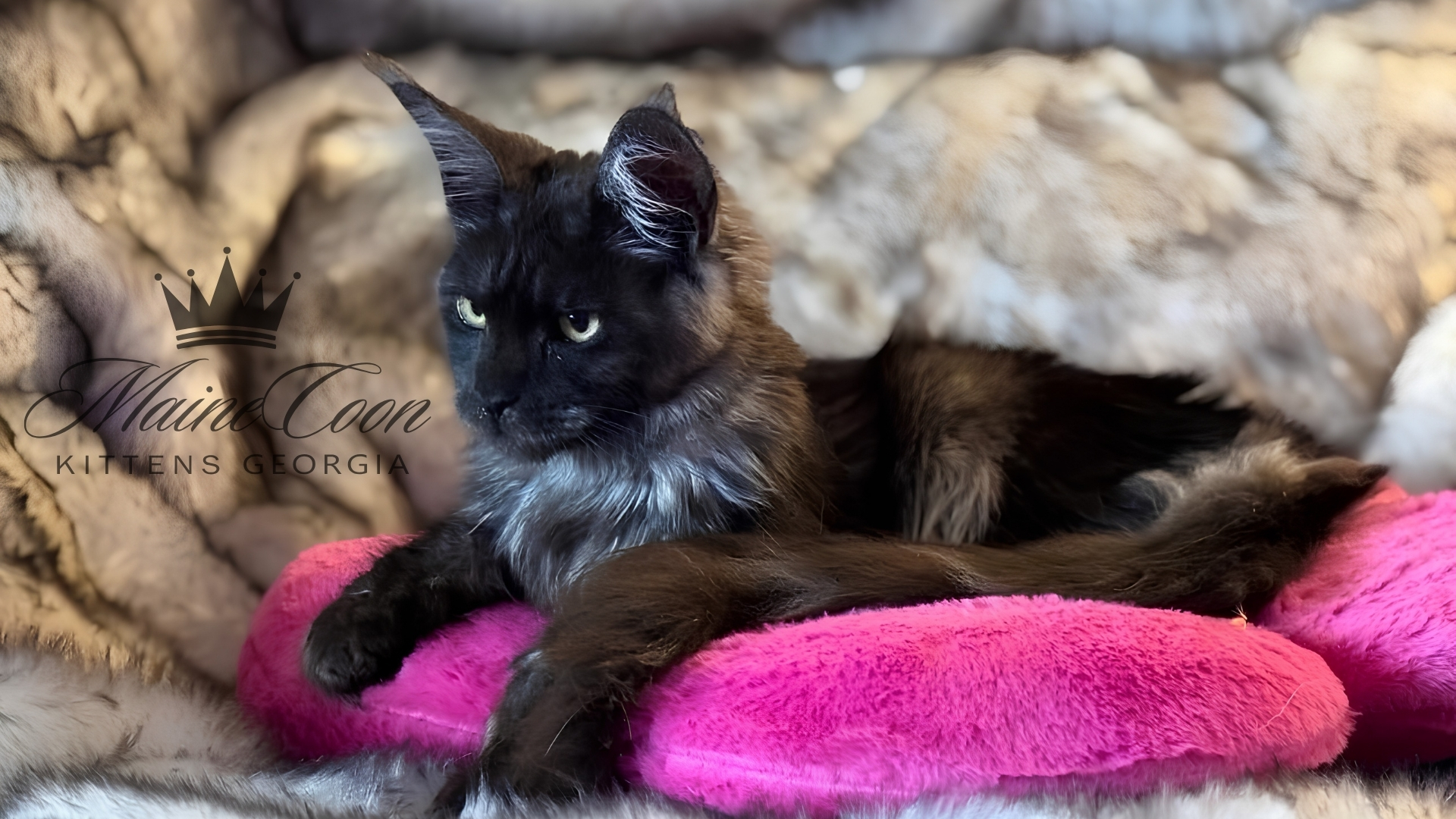 Maine Coon kitten