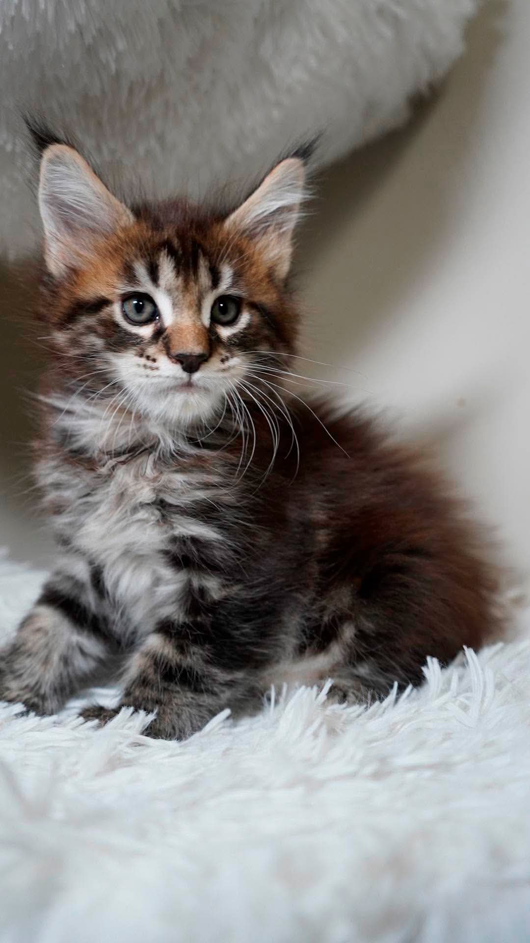Maine Coon kitten for sale in Georgia