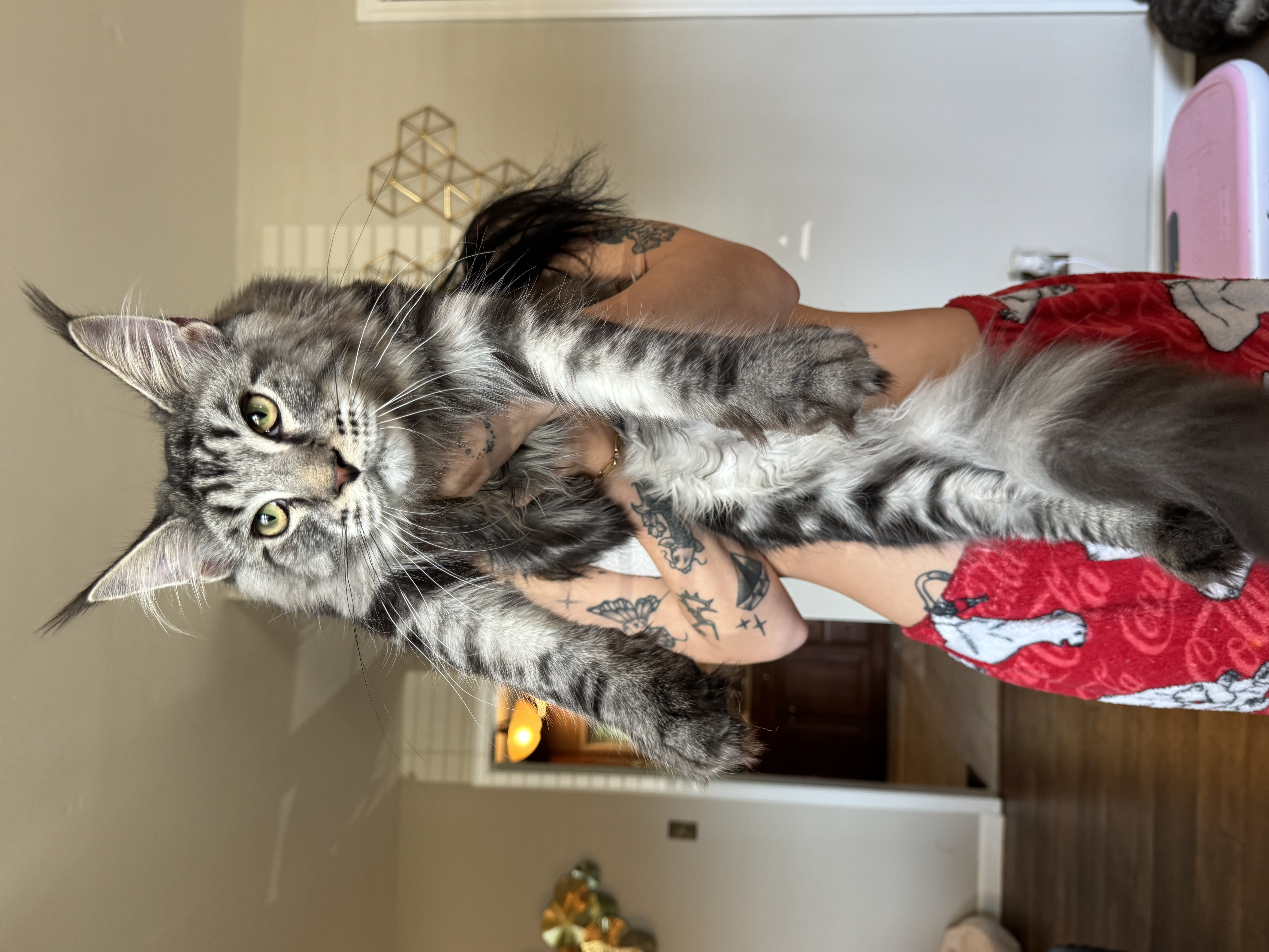 Maine Coon kitten for sale in Georgia