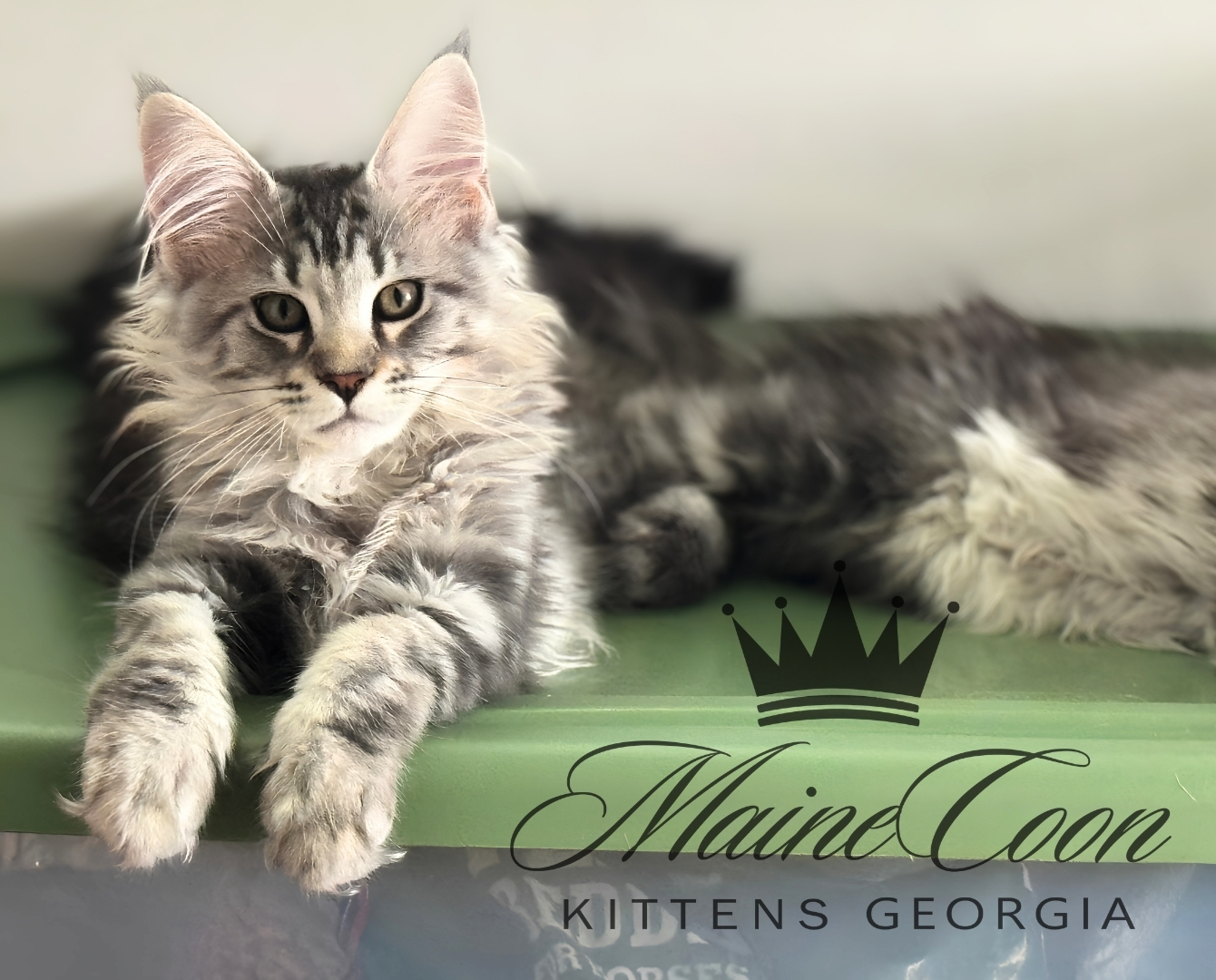 Maine Coon kitten