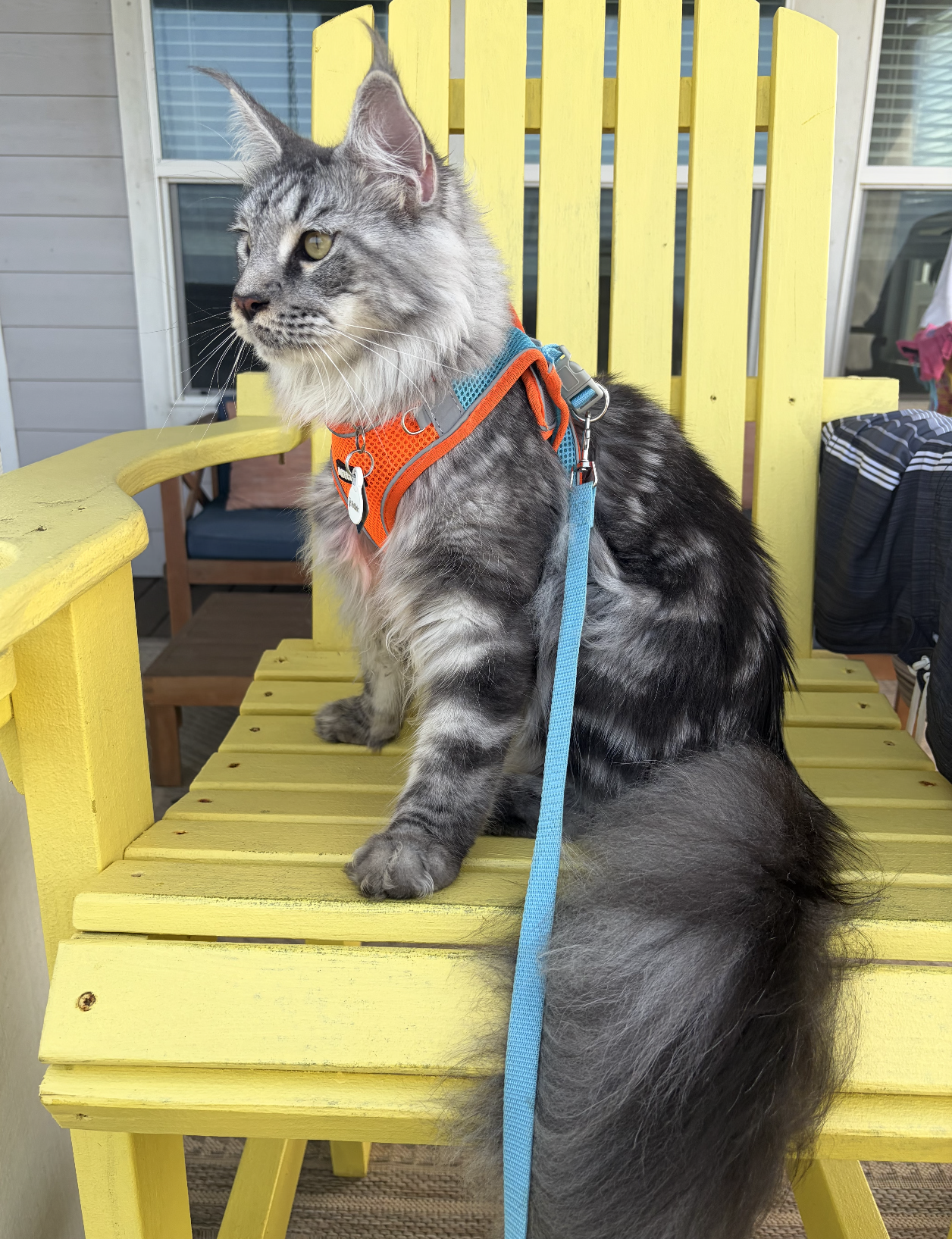 Maine Coon kitten