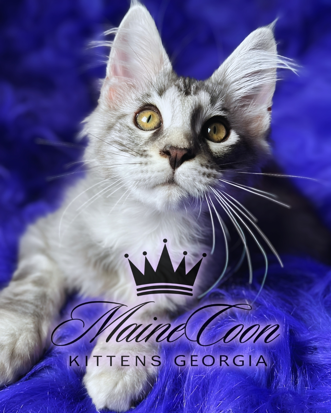 Maine Coon kitten