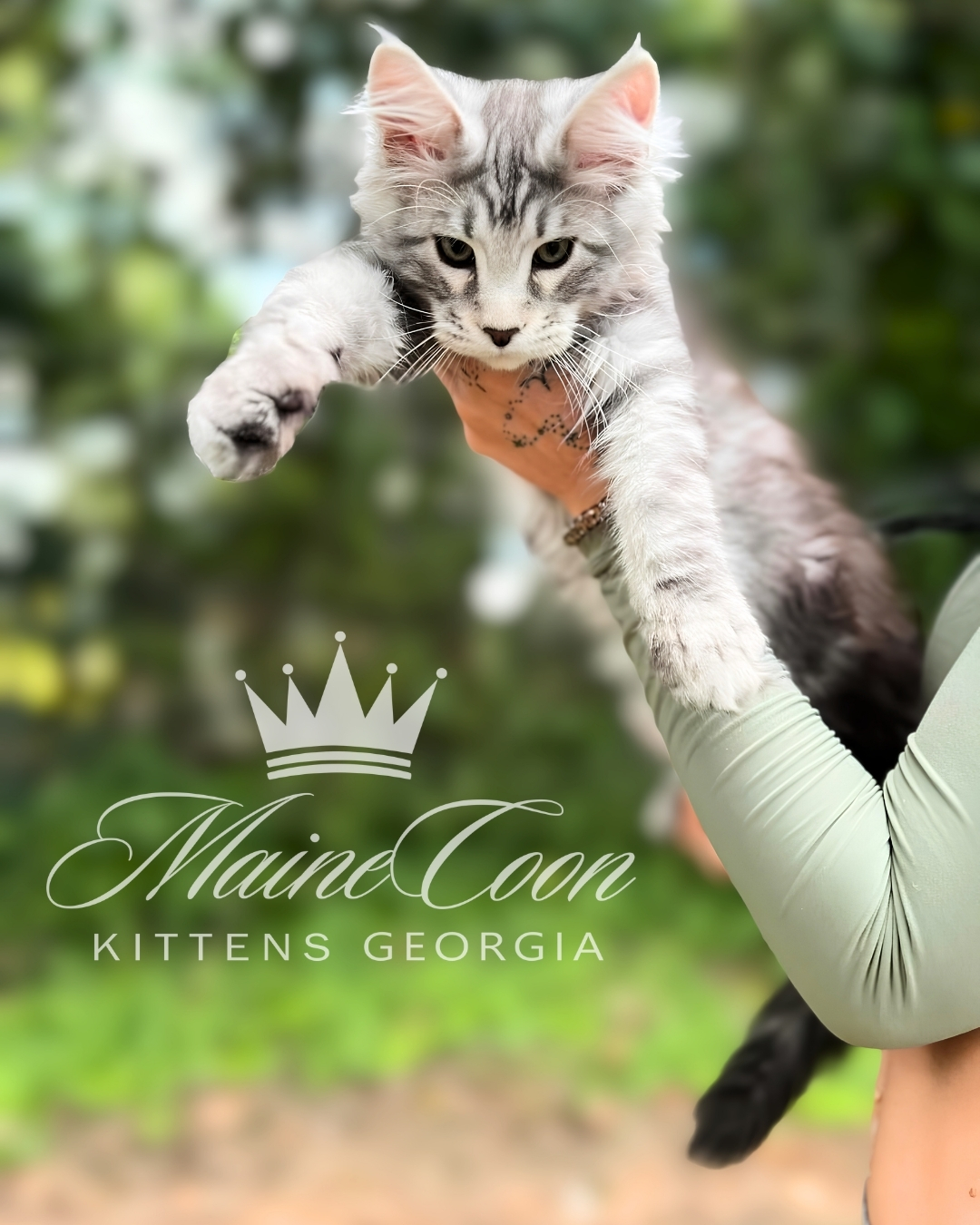 Maine Coon kitten