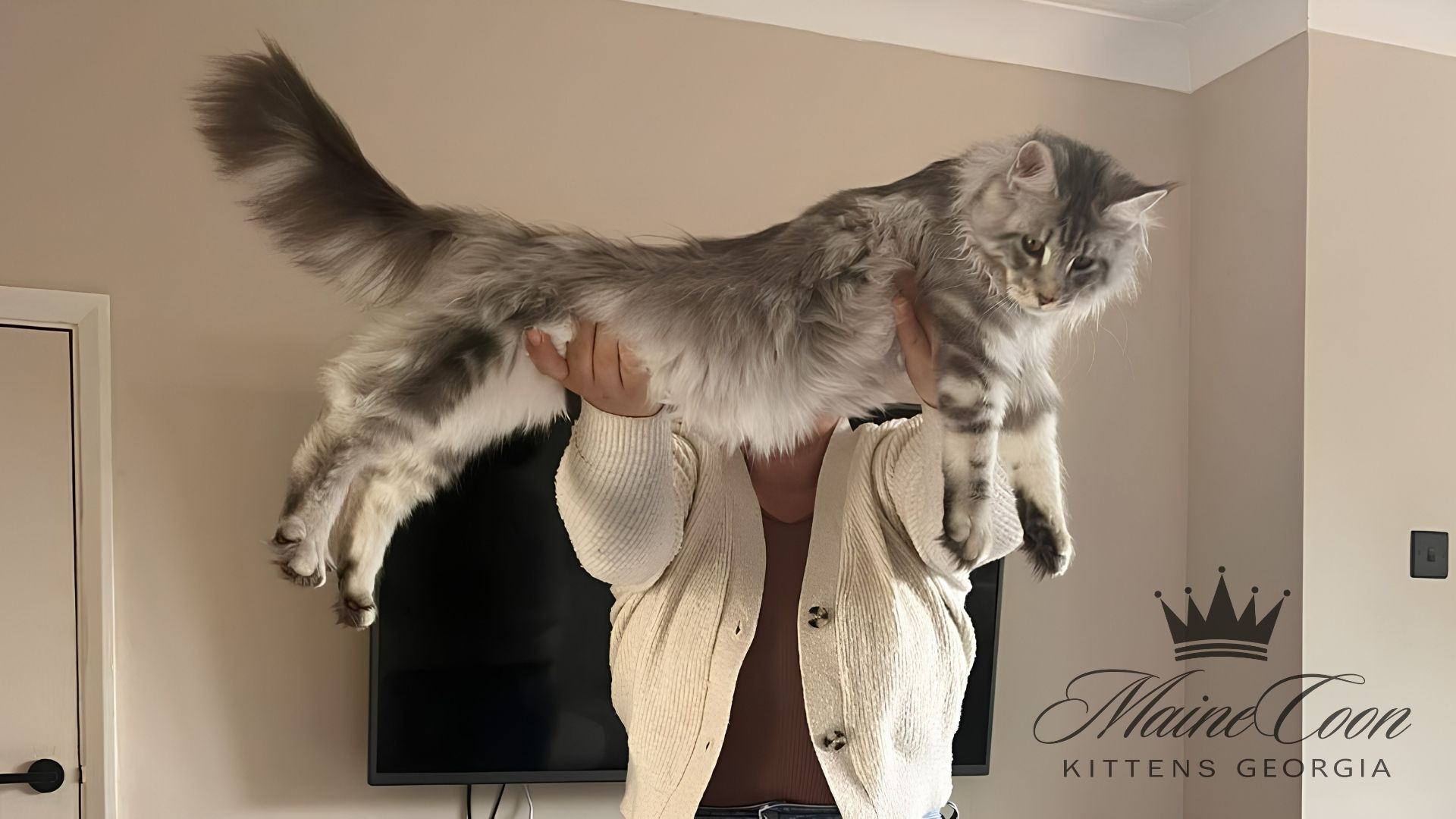 Maine Coon kitten
