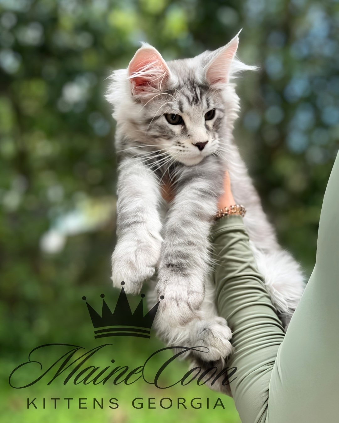 Maine Coon kitten