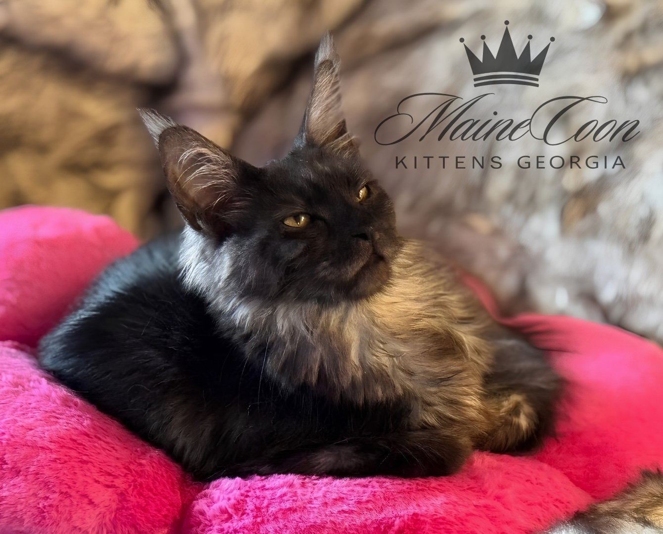 Maine Coon kitten