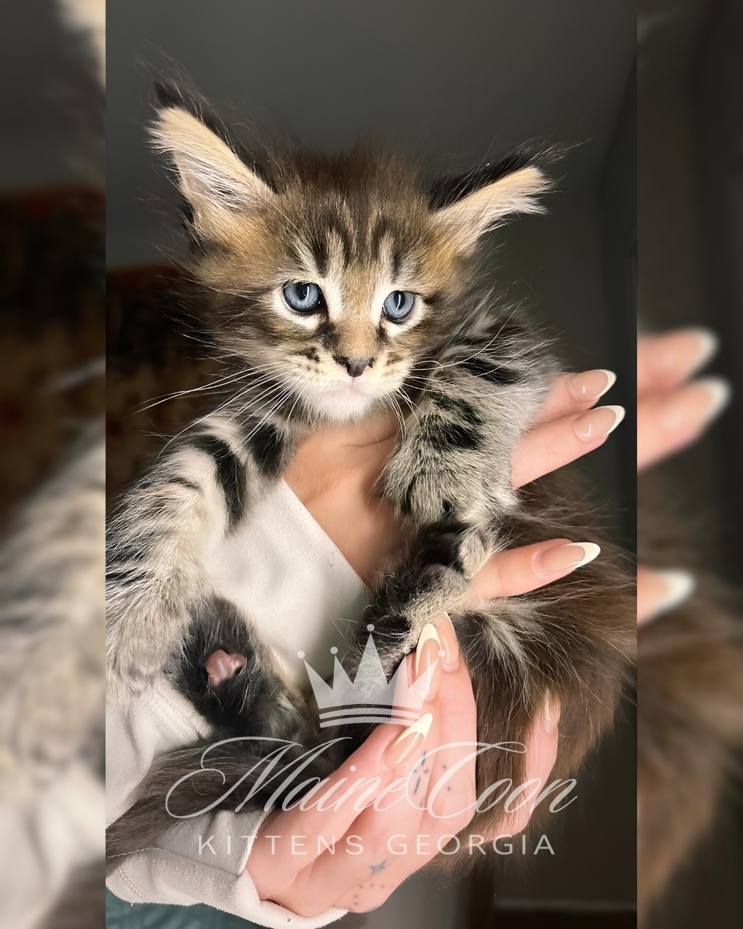 Maine Coon kitten