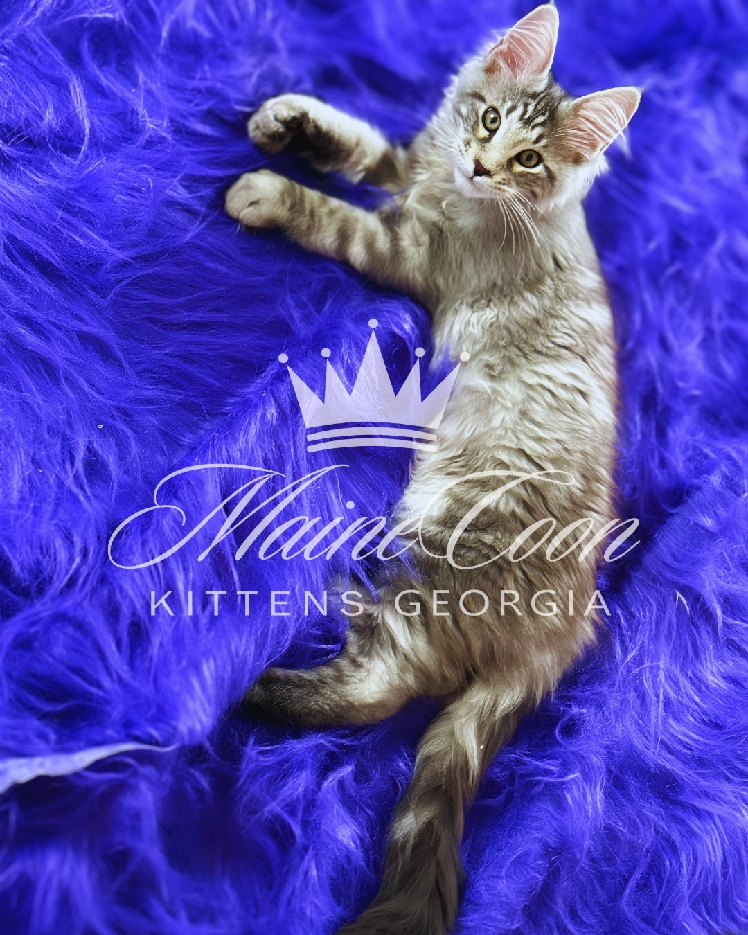 Maine Coon kitten