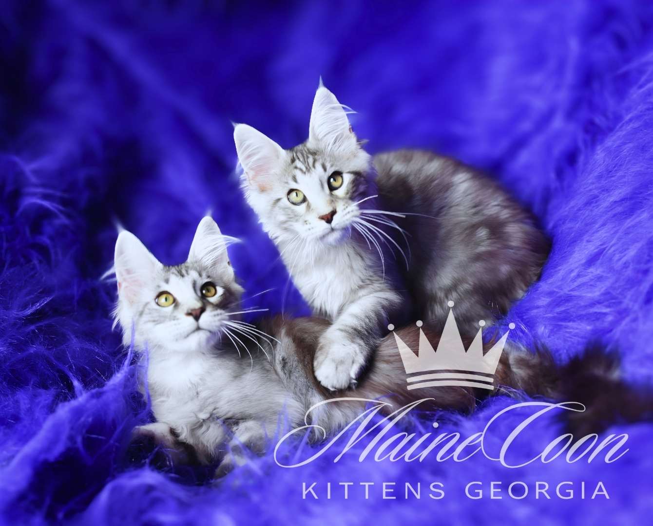 Maine Coon kitten
