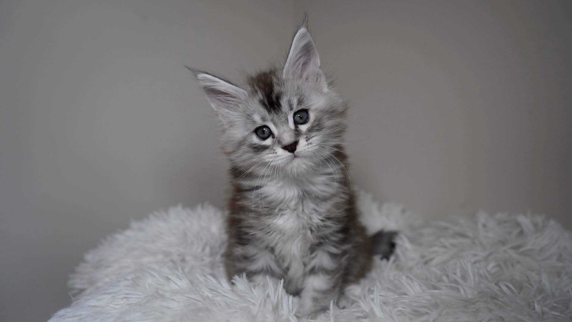 Silver marble marine coon kitten, male, purebred maine coon